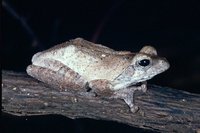 : Chiromantis xerampelina; Gray Tree Frog