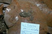 : Litoria microbelos; Javelin Frog