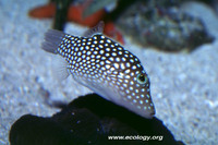 : Canthigaster jactator; White-spotted Puffer