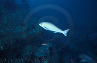 : Caulolatilus princeps; Ocean Whitefish;