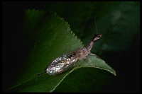 : Agulla sp.; Snakefly