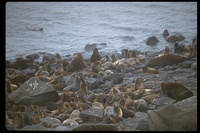 : Callorhinus sp.; seals
