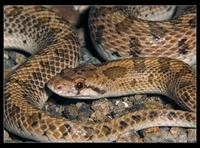 : Arizona occidentalis candida; Mojave Glossy Snake