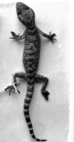 : Cyrtodactylus battalensis; Battle Plump Gecko