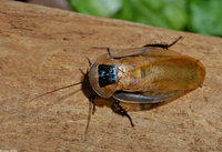 : Blaberus discoidalis; Haitian Cockroach