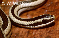 : Liophis lineatus; Snake