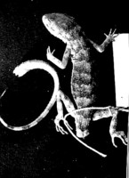 : Tenuidactylus walli; Chitral Gecko