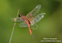 : Tramea transmarina ssp. euryale; Ocean Glider Dragonfly