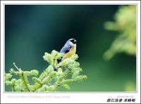 Pyrrhula erythaca Gray-headed Bullfinch 灰頭灰雀 124-090