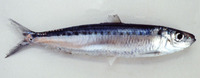 Amblygaster sirm, Spotted sardinella: fisheries, bait