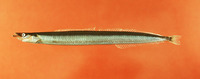 Ammodytes dubius, Northern sand lance: fisheries