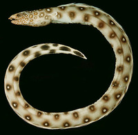 Ophichthus polyophthalmus, Many-eyed snake-eel: fisheries
