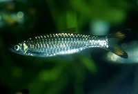 Rasbora caudimaculata, Greater scissortail: aquarium