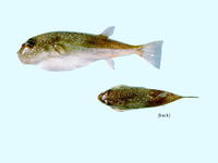 Torquigener hicksi, Hick's toadfish: