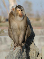 Image of: Macaca nemestrina (pigtail macaque)