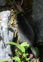 Image of: Scapanulus oweni (Gansu mole)