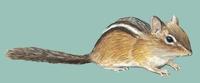 Image of: Tamias striatus (eastern chipmunk)