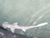 Sphyrna tiburo - Bonnet Hammerhead