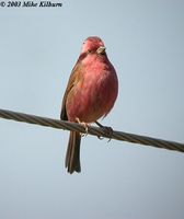 Pink-browed Rosefinch - Carpodacus rodochroa