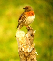 Robin Accentor - Prunella rubeculoides
