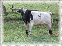 SDR Heat Seeker, Texas Longhorn Bull