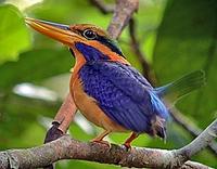 ... and many of the world's most colourful kingfishers, such as this Rufous-collared Kingfisher,...