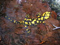 : Salamandra corsica; Corsican Fire Salamander