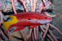: Bodianus pulchellus; Spotfin Hogfish