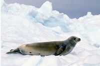 : Lobodon carcinophagus; Crabeater Seal