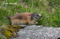 : Marmota marmota; Alpine Marmot