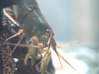 : Betaeus emarginatus; Shrimp