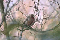 A Long-tailed Rosefinch in Japan in the Winter