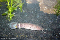 Malapterurus electricus, Electric catfish: fisheries, gamefish, aquarium