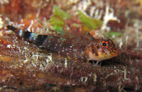 Enneanectes pectoralis, Redeye triplefin: aquarium