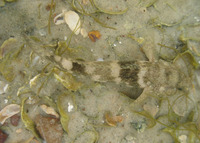 Bathygobius soporator, Frillfin goby: aquarium