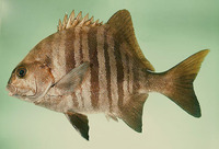 Dichistius multifasciatus, Banded galjoen: aquaculture, gamefish
