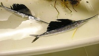 Istiophorus platypterus - Atlantic Sailfish