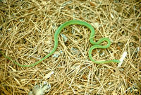 Image of: Opheodrys aestivus (rough green snake)