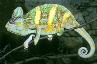 Chamaeleo calyptratus - Veiled Chameleon