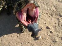 Tiliqua rugosa - Shingleback Lizard
