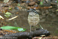 Giant Pitta - Pitta caerulea