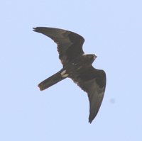 Black Falcon - Falco subniger