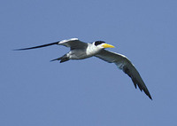 Large-billed Tern (Phaetusa simplex) photo