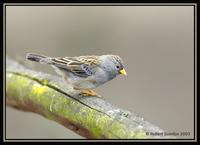 Band-tailed Sierra-Finch 2