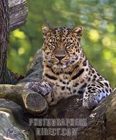 Amur Leopard , Marwell Zoo , Hampshire , England stock photo