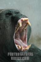 yawning gorilla ( Gorilla gorilla graueri ) stock photo