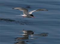 Tern, Arctic
