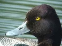 above - a series of pictures (from a video) of the Lesser Scaup, Monkmoor Pool 07/06/05 ©