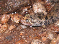 : Desmognathus marmoratus; Shovelnose Salamander