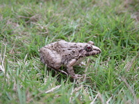 : Fejervarya limnocharis; Terrestrial Frog